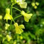 Brassica barrelieri Fleur