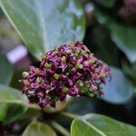 Aucuba japonica Floare