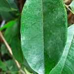 Pterocarpus soyauxii Liść