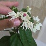 Clerodendrum thomsoniaeFlower