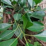 Ficus elastica Lapas