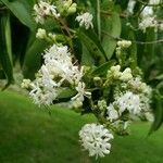Heptacodium miconioides Flor
