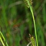 Carex hostiana Blüte