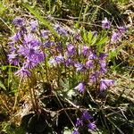 Soldanella carpatica Floare