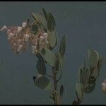 Arctostaphylos viscida 花
