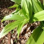 Crinum moorei Leaf