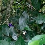 Psychotria suterella फूल