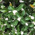 Osmanthus fragransFiore