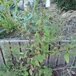 Chenopodium polyspermum Blad