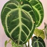 Anthurium crystallinum Hoja