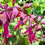 Salvia involucrata Virág