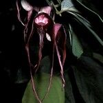 Aristolochia tricaudata Цветок