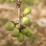 Commiphora africana ഫലം