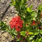 Ixora chinensis Лист