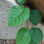 Decalobanthus peltatus Leaf