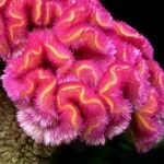 Celosia cristata Flower