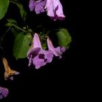 Cydista heterophylla Цвят