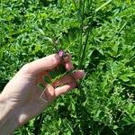 Vicia sativaFlower