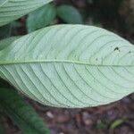 Notopleura siggersiana Leaf