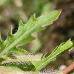 Oenothera laciniata Blatt