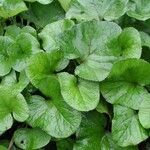 Petasites pyrenaicus Blatt