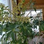 Schefflera arboricola Hoja