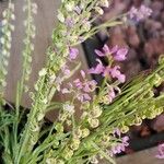 Polygala polygama Floare