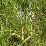 Ornithogalum boucheanum Habitus