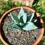 Aloe peglerae List