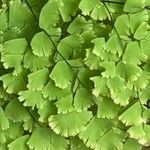 Adiantum tenerum Folha