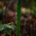 Phyllodium pulchellum Leaf