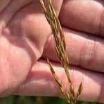 Arrhenatherum elatius 花
