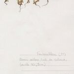 Aphanes australis Агульны выгляд