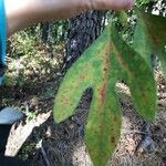 Sassafras albidum Leaf