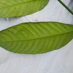 Garcinia lucida Leaf