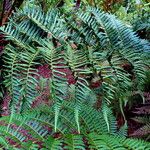 Cyathea atrovirens Frunză