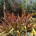 Aechmea blanchetiana Flower