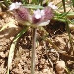 Turgenia latifolia Habitus