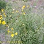 Sonchus leptocephalus Buveinė