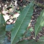 Talisia guianensis Leaf