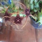 Orbea caudata Blomst