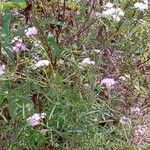 Vernonia polyantha Leaf