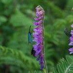 Vicia cracca 花