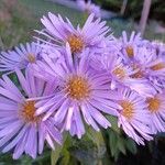 Symphyotrichum dumosum Flower