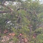 Vachellia sieberiana Folio