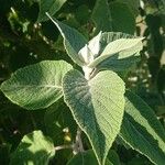 Colquhounia coccinea Leaf