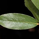 Rhododendron maddenii Leaf