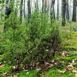 Juniperus rigida Habitus