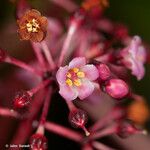 Tapeinosperma gracile Çiçek
