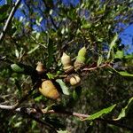 Quercus berberidifolia Плод